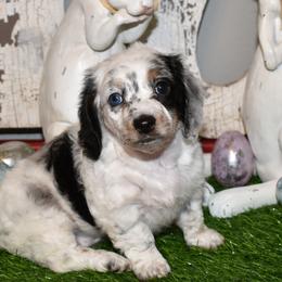 Dachshund Puppies from 1 Moore Dachshund