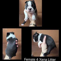 Girl 4 - Black and white female Boston Terrier puppy in Denver, Colorado from Diamonds In The Ruff Boston Terriers