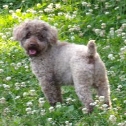 Sebastian - Cafe au lait male Poodle puppy in Hurricane Mills, Tennessee from Scenic Hills Kennels