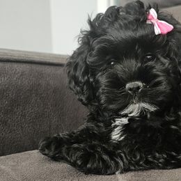 Cockapoos and Goldendoodles from Meghan McKay