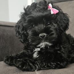 Cockapoos and Goldendoodles from Meghan McKay