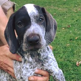 German Shorthaired Pointers from Tracy's GSPs