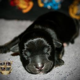 Outlaw - Black tri male Miniature Australian Shepherd puppy in El Dorado Springs, Missouri from HP Aussie Kennels