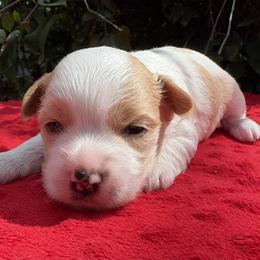 Scarlet - Chocolate tan and white female Biewer Terrier puppy in Bunnell, Florida from Royal Biewer and Royal Aussies