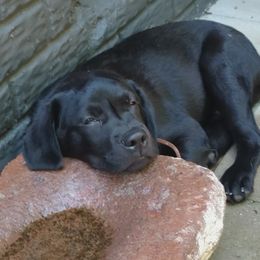 Labrador Retriever Puppies from Roxanne Lee