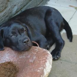 Labrador Retriever Puppies from Roxanne Lee