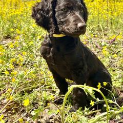 Boykin Spaniel Puppies from Drakes Creek Boykins LLC