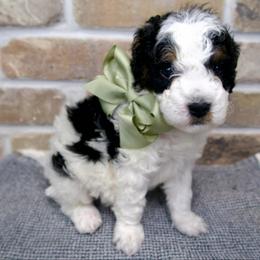 Buddy - Phantom Parti - Black and white male Bernedoodle puppy in Bowling Green, Ohio from Windy Creek Doodles