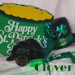 Clover - Black and cream male Dachshund puppy in Monitor, Washington from Shannon Dolly’s Dachshunds