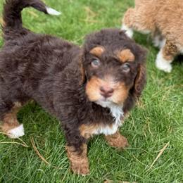 Mary - Girl 2 - Phantom female Bernedoodle puppy in Bellville, Ohio from Bernedoodle Buddies