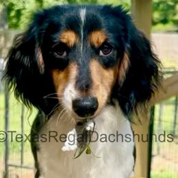 Toby - Dachshund