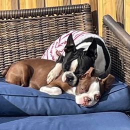 Boston Terriers from Dunns Bostons