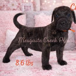 Cherokee - Tiger male Perro de Presa Canario puppy in Horizon, Texas from Mesquite Creek Kennels