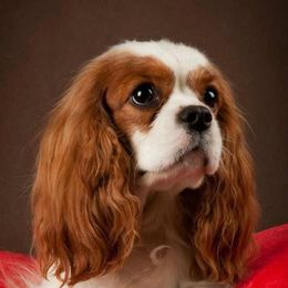 Bella - Cavalier King Charles Spaniel