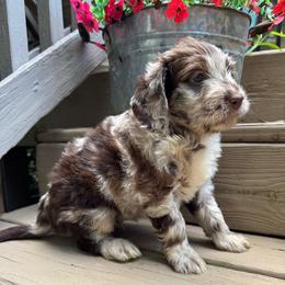 Jetty - Merle male Goldendoodle puppy in Charlotte, North Carolina from Hopeful Heart Doodles