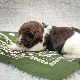 Mister Hunter - Chocolate male Australian Labradoodle puppy in Wake Forest, North Carolina from Lucky Country Labradoodles