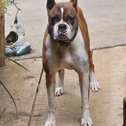 Boxer Puppies from Clydesflashyboxers