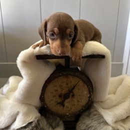 Dachshund and Pembroke Welsh Corgi Puppies from Jodi Cloutier