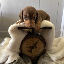 Dachshund and Pembroke Welsh Corgi Puppies from Jodi Cloutier