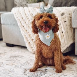 Tilly - Goldendoodle