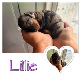 Lily - Dapple female Dachshund puppy in Aragon, Georgia from Daschunds Unlimited