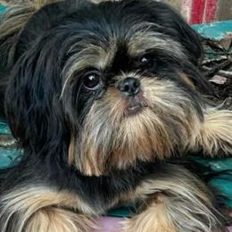 Royalty - Shih Tzu