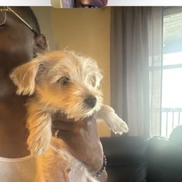 Boy 1 - Parti Yorkipoo puppy in Kalamazoo, Michigan from Bella Dreamss LLC