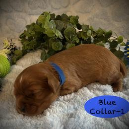 AKC Male-1 - Ruby male Cavalier King Charles Spaniel puppy in Augusta, Wisconsin from My Little Pups