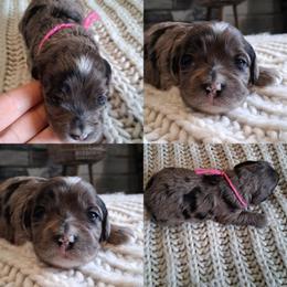 Pink girl - Black and tan female Cockapoo puppy in Howell, Michigan from Robbin's Treasures