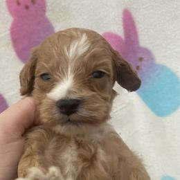 Monty - Red  male Goldendoodle puppy in Cumberland, Rhode Island from minigoldendoodlesofRI