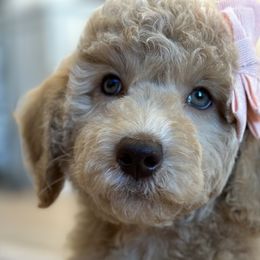 Girl 4 - Cream Goldendoodle puppy in Blanchard, Oklahoma from I Dream of Doodles