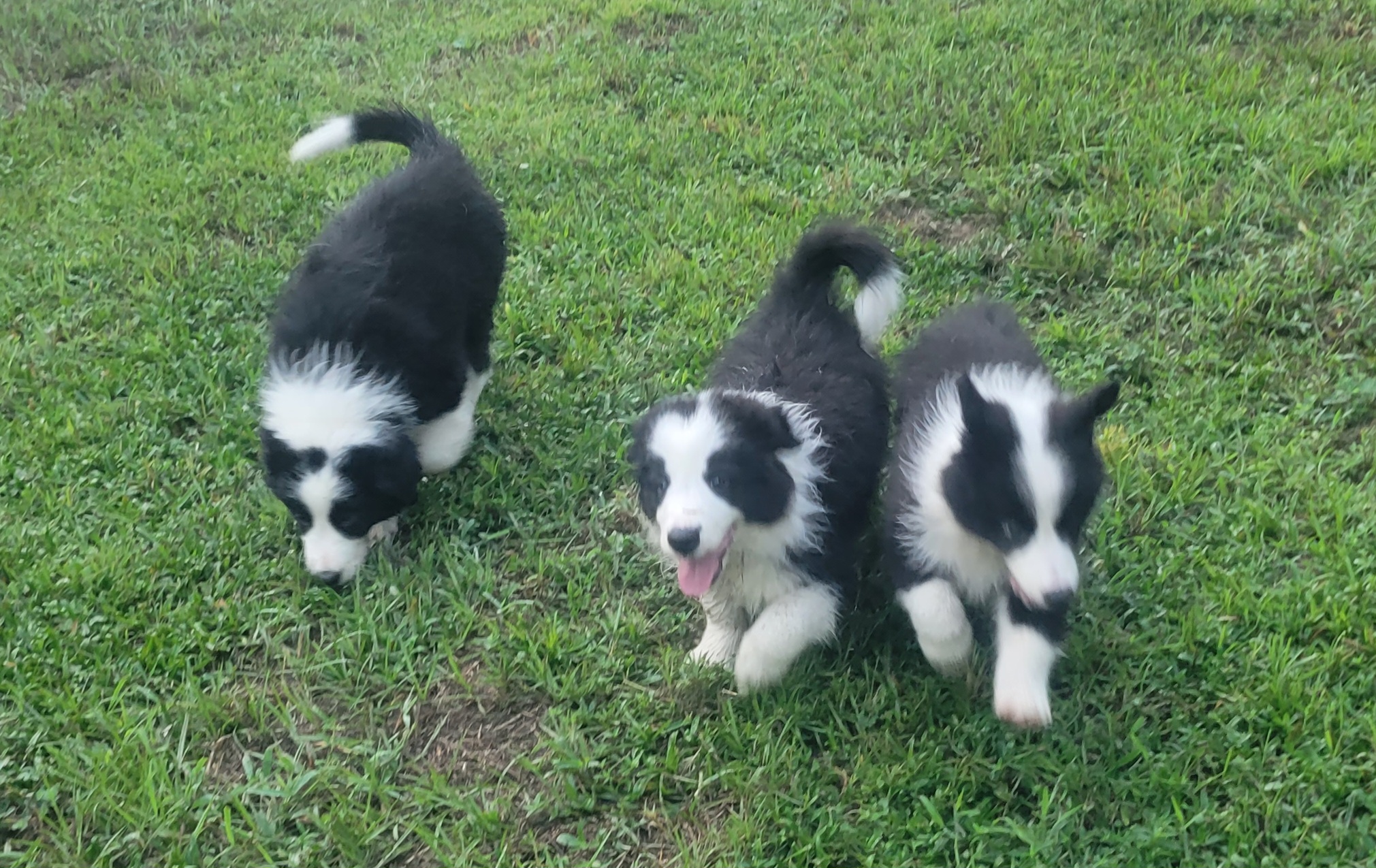 Border Collie Puppies from Lucky For You Floridian Border Collies