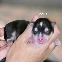 Zeus - Black and white male Pomsky puppy in Fredericksburg, Virginia from Purely Pomskies