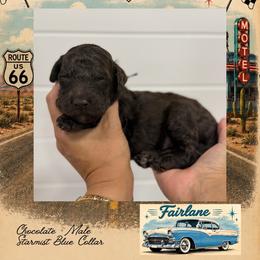 Fairlane - Chocolate male Goldendoodle puppy in Garland, Texas from Twilight Doodles