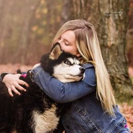 Siberian Husky Puppies from Breezy Valley Siberians