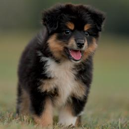 Dusky - Black tri female Toy Australian Shepherd puppy in Hartman, Arkansas from Southern Edition Aussies