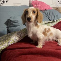 Dachshund All Grown Up from FloriDachs Miniature Dachshunds