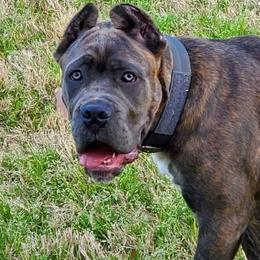 Cane Corso Puppies from Relic Cane Corso