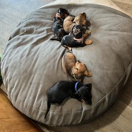 Dachshund Puppies from Witchy Woman’s Wiener’s