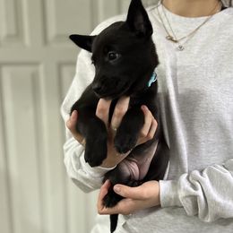 Girl 2 - Silver brindle Dutch Shepherd puppy in Watertown, Connecticut from APACHE CANINE