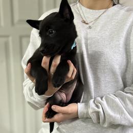 Girl 2 - Silver brindle Dutch Shepherd puppy in Watertown, Connecticut from APACHE CANINE