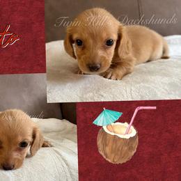 Coquito - Cream male Dachshund puppy in Jonesboro, Illinois from Twin Hills Dachshunds