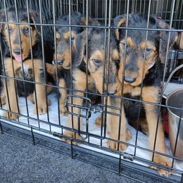 Airedale Terrier Puppies from Zinful Airedales