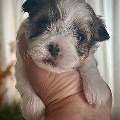 Georgia peachpie (Georgie) - Liver and white female Shorkie puppy in Idaho from Little Rascal Ranch