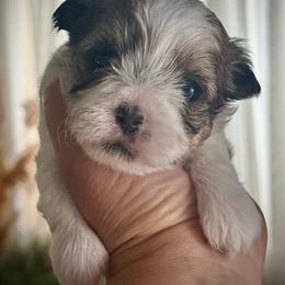 Georgia peachpie (Georgie) - Liver and white female Shorkie puppy in Idaho from Little Rascal Ranch