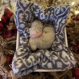 Pink Collar - Light golden female Golden Retriever puppy in Stedman, North Carolina from Wise-Taylor Goldens