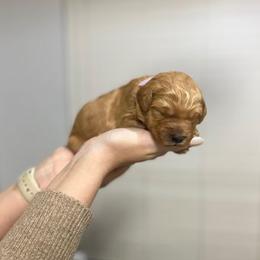 Goldendoodles and Poodles from Red Mountain Minis