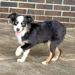 Gigi - Black & white female Miniature Australian Shepherd puppy in Hokes Bluff, Alabama from Alegria Toy Aussies