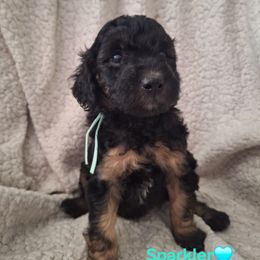 Sparkler (teal collar) - Phantom female Goldendoodle puppy in Stevensville, Montana from 3 Willows Doodles