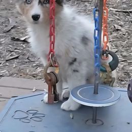 Nira - Blue merle female Australian Shepherd puppy in Clinton, Missouri from RockyTop Hearts